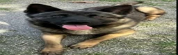 German Shepherd dogs for sale: Guizmo in Saltburn-by-the-Sea - Advert 1