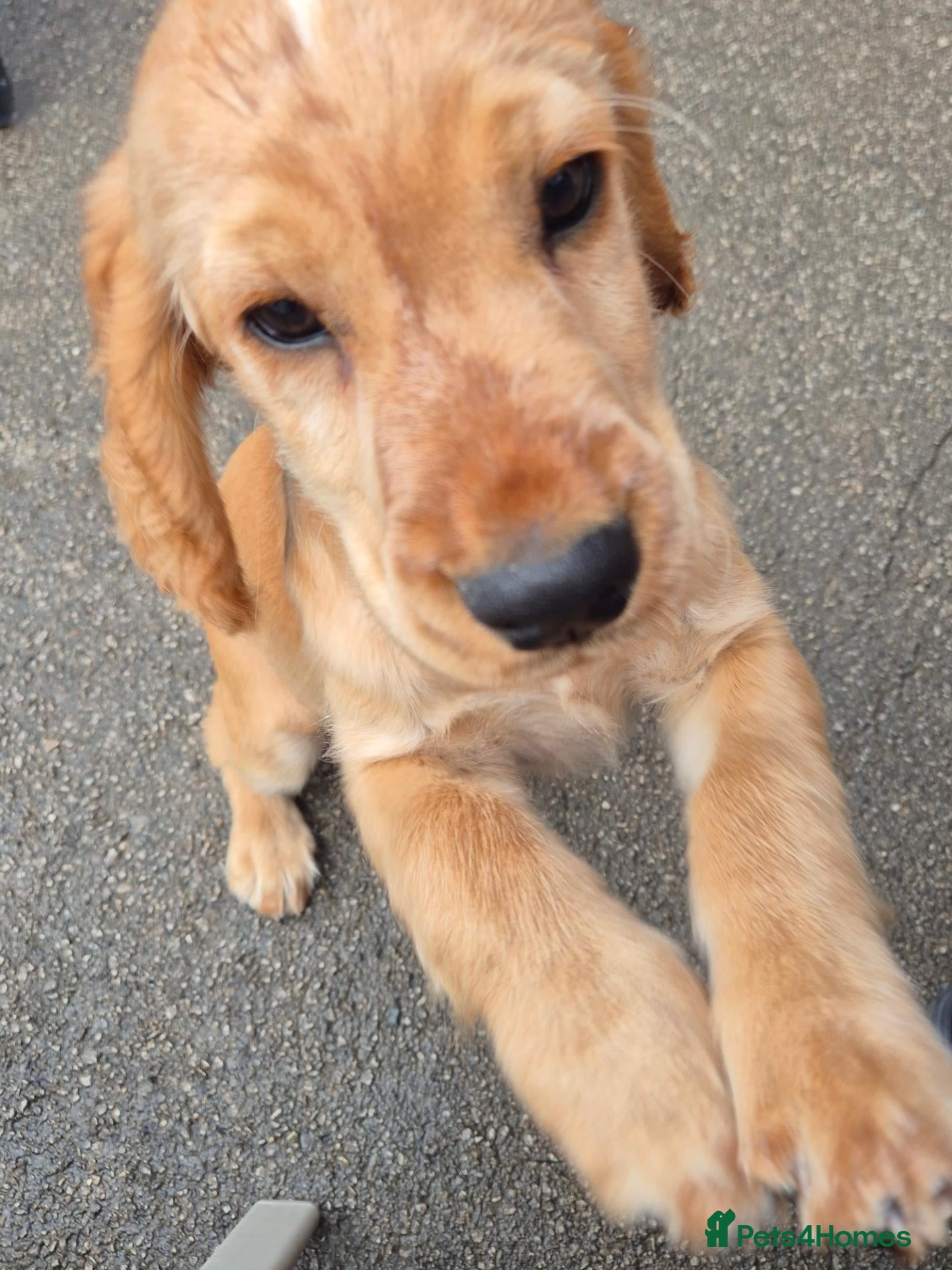Cocker Spaniel dogs Cocker spaniels Barnsley area - Advert 2