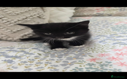 Mixed Breed cats for sale: Kittens for sale - Image 3