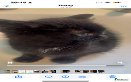 Mixed Breed cats for adoption: Tiny abandoned kitten needs a forever home - Advert 3