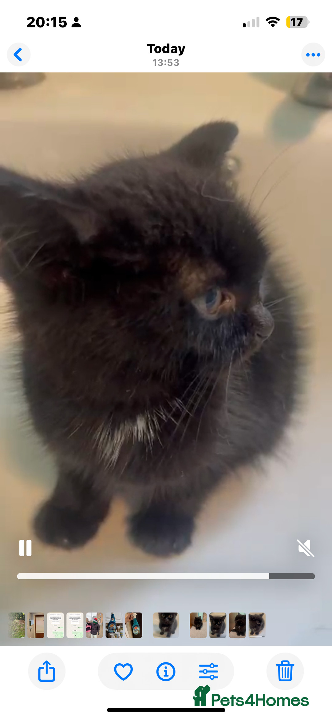 Mixed Breed cats for adoption: Tiny abandoned kitten needs a forever home - Advert 3