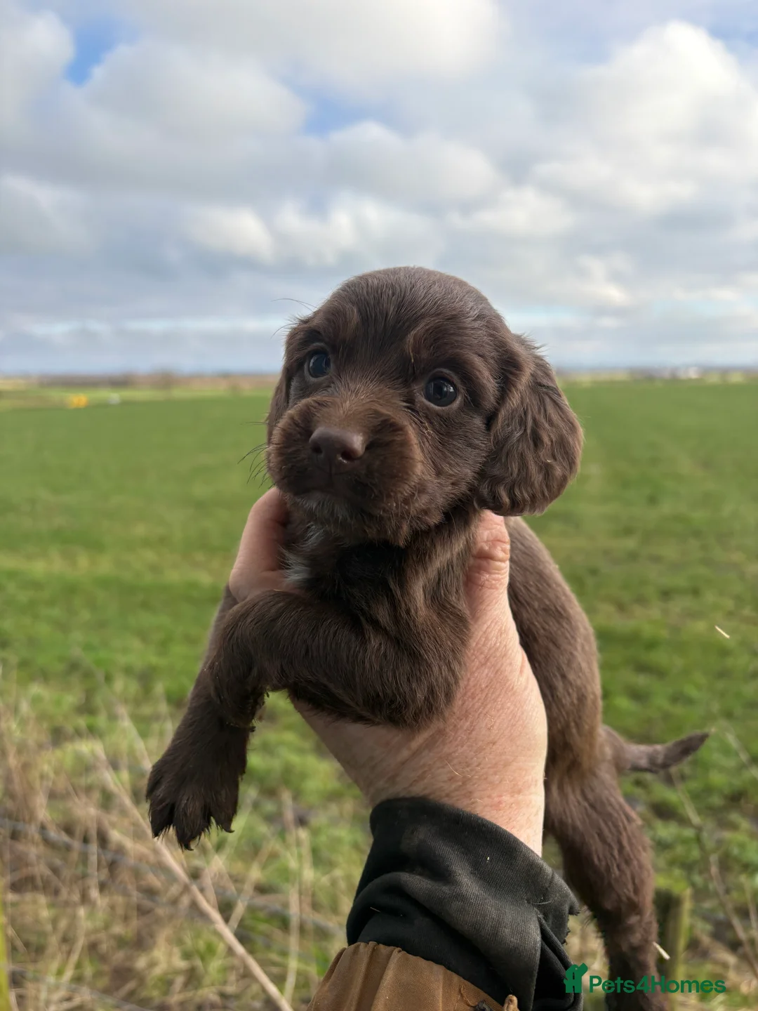 Cocker Spaniel dogs for sale: Chocolate Cocker Spaniel pups - Advert 5