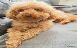 Toy Poodle dogs for stud: Handsome Toy Poodle Stud – Healthy & Gentle - Advert 3