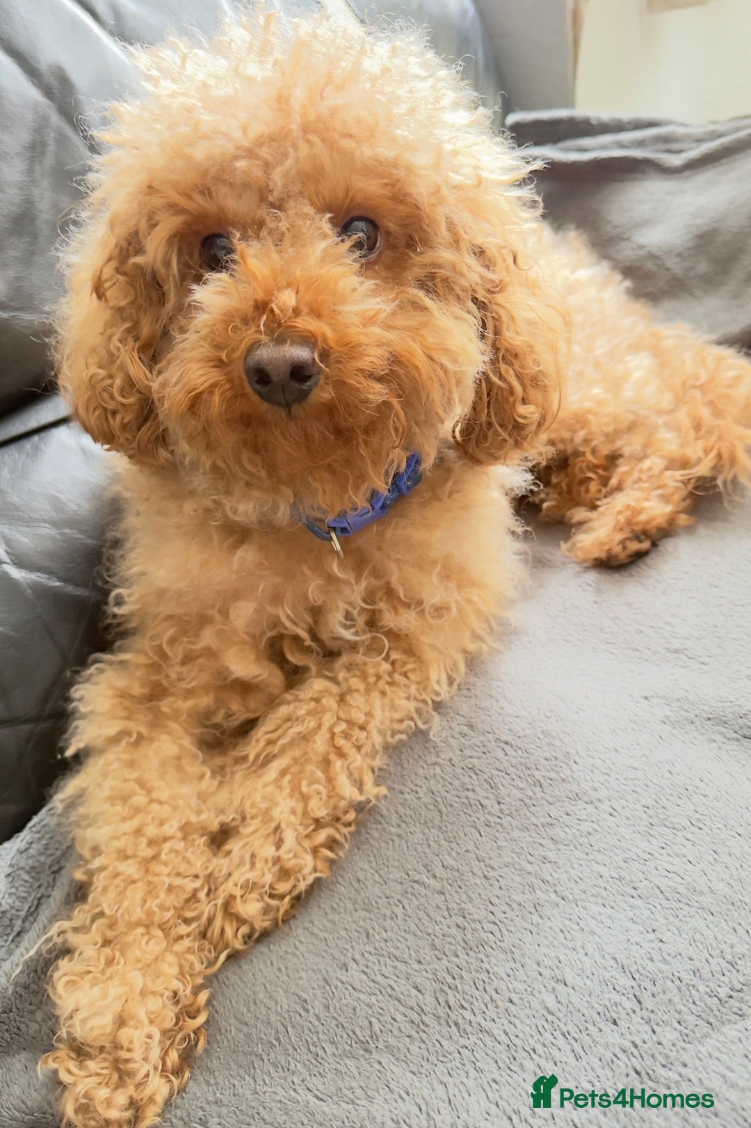 Toy Poodle dogs for stud: Handsome Toy Poodle Stud – Healthy & Gentle - Advert 3