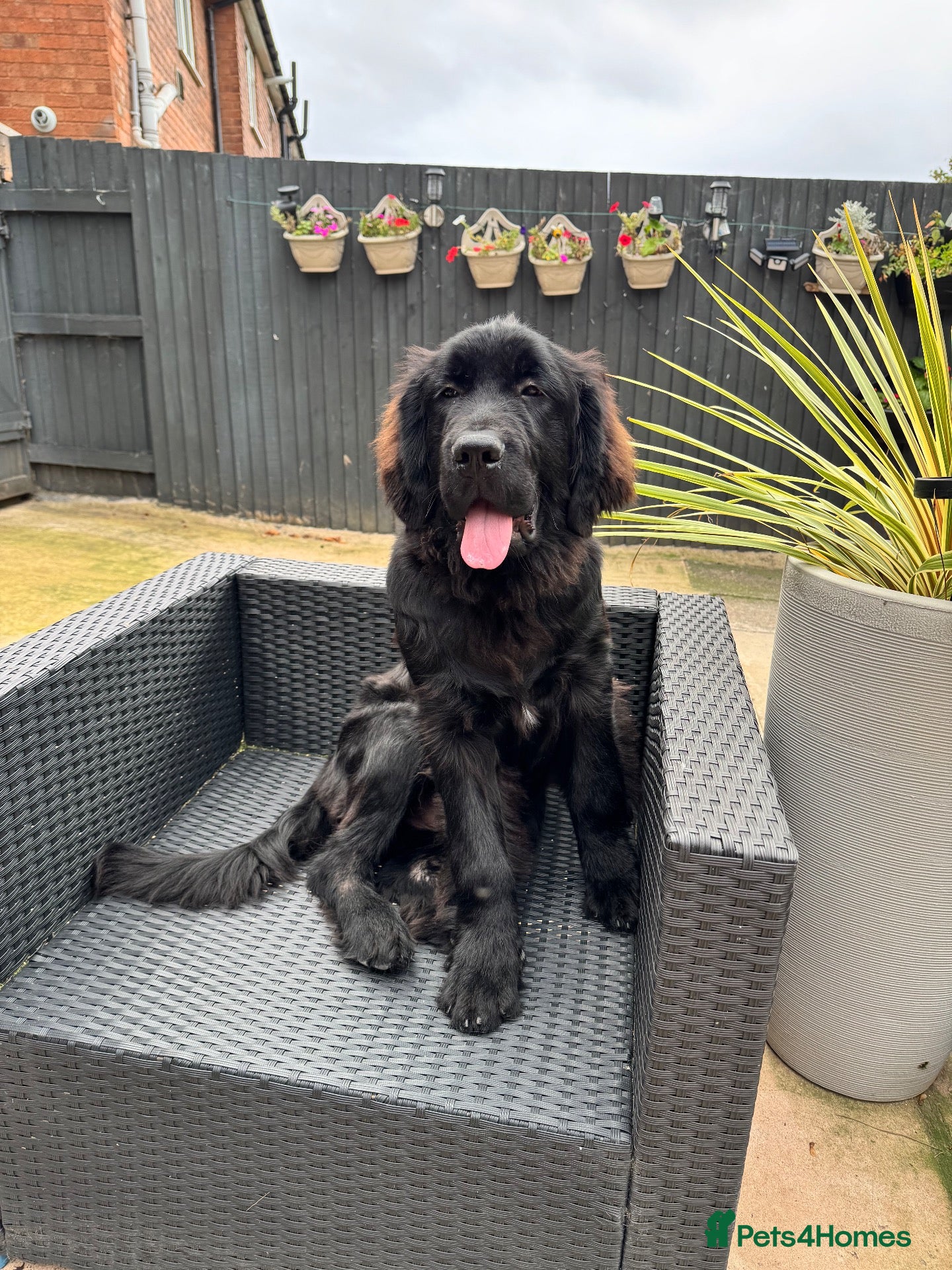Newfoundland dogs 6 month old KC Newfoundland Pup  - Advert 12