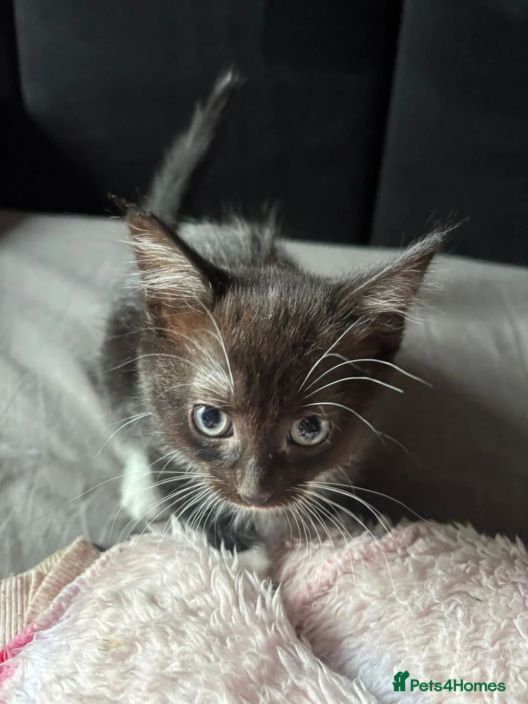Mixed Breed cats for sale: 4 kittens - Advert 2