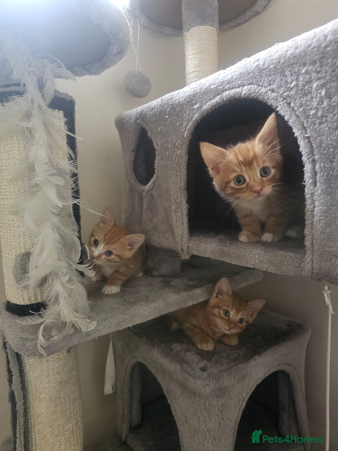 Domestic Shorthair cats for sale: Two ginger brothers  - Image 12