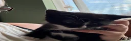 Mixed Breed cats for sale: Beautiful kittens  in Worcester - Advert 7
