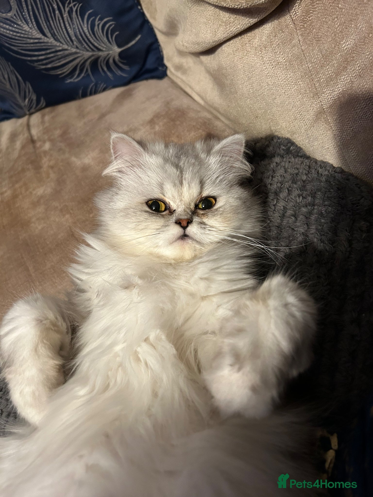 Persian cats for sale: 7-Persian kittens for sale 🩶🩵 males & Females - Advert 15