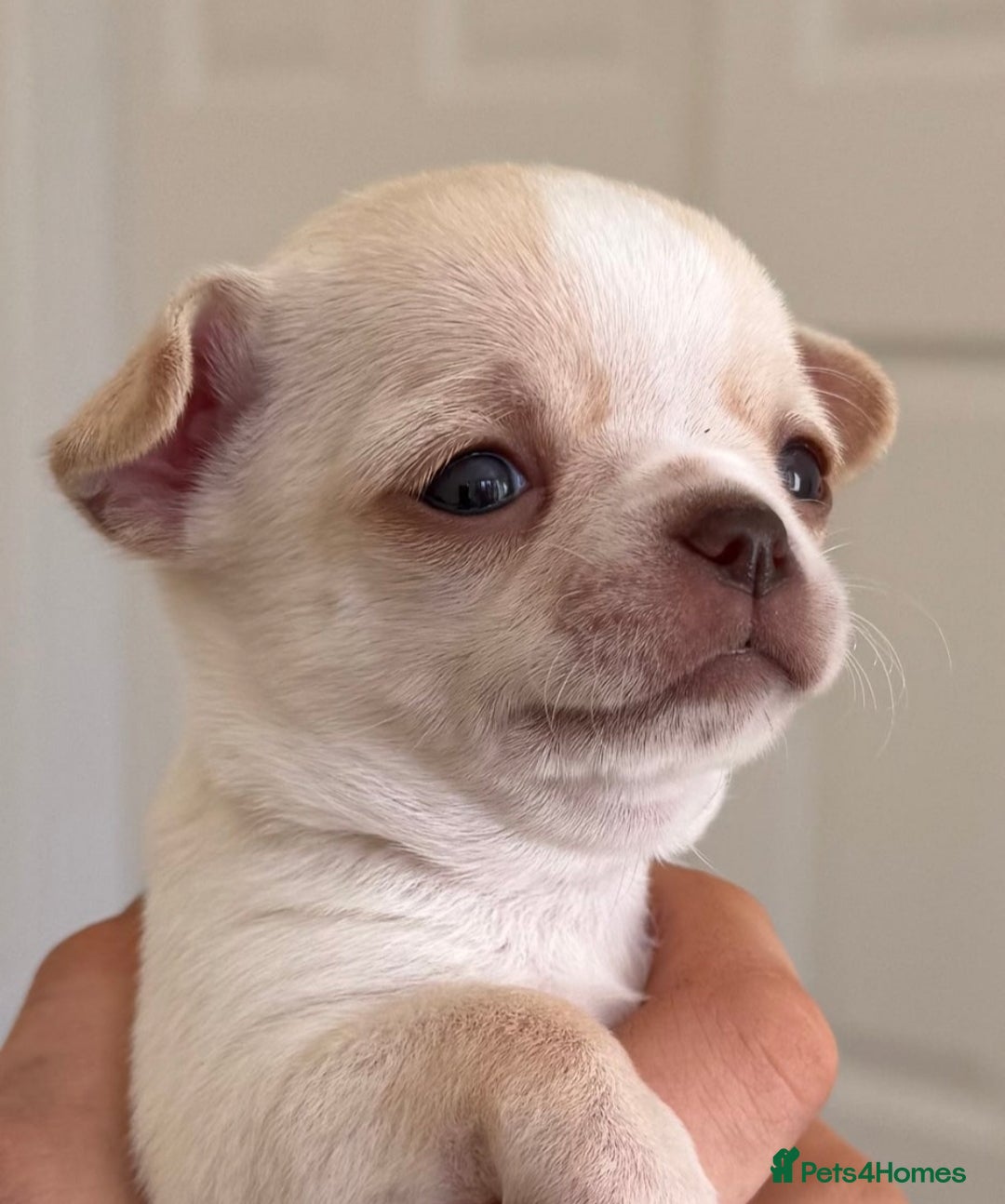 Chihuahua dogs for stud: KC reg - Health tested - PROVEN  - Advert 31