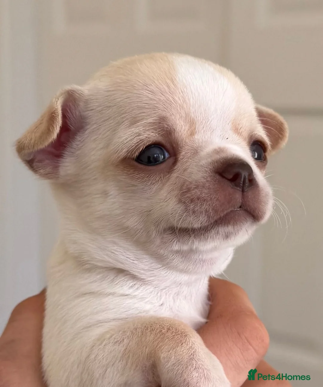 Chihuahua dogs for stud: KC reg-Health tested-PROVEN  - Advert 29