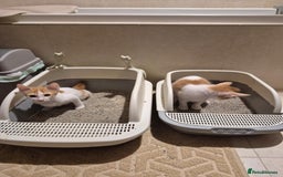 Mixed Breed cats for adoption: HARLEY & BOB BONDED BOYS 4M NEUTERED -VACCINATED  - Image 5