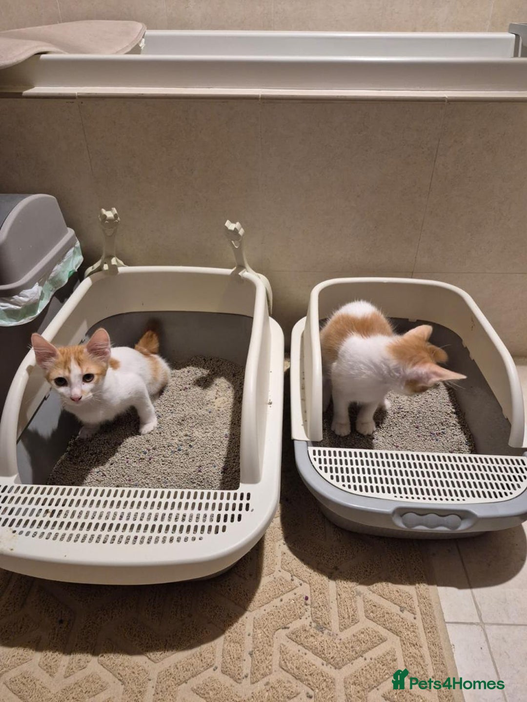 Mixed Breed cats for adoption: HARLEY & BOB BONDED BOYS 4M NEUTERED -VACCINATED  - Image 5