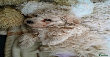 Maltipoo dogs F1 HEALTH TESTED FLUFFY TOY MALTIPOO PUPPIES  - Advert 16