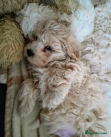 Maltipoo dogs F1 HEALTH TESTED FLUFFY TOY MALTIPOO PUPPIES - Advert 16