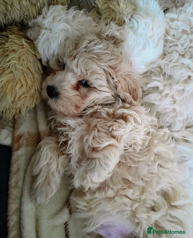 Maltipoo dogs F1 HEALTH TESTED FLUFFY TOY MALTIPOO PUPPIES - Advert 7