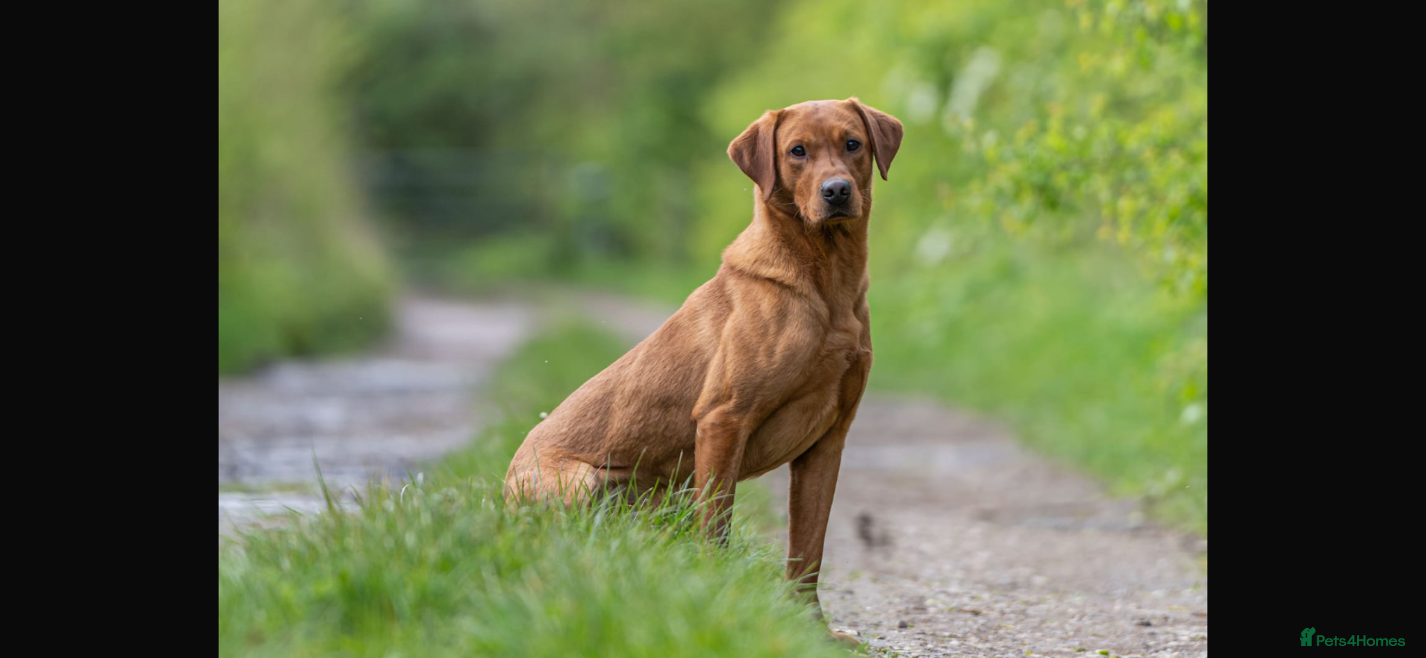 Labrador Retriever dogs Stunning Fox Red Labrador pups for sale - Advert 10