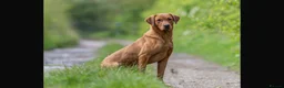 Labrador Retriever dogs for sale: Stunning Fox Red Labrador pups for sale - Advert 7