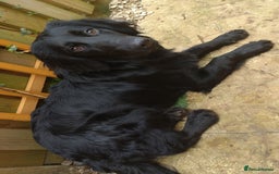 Mixed Breed dogs for sale: Cocker spaniel x German shepherd  - Image 8