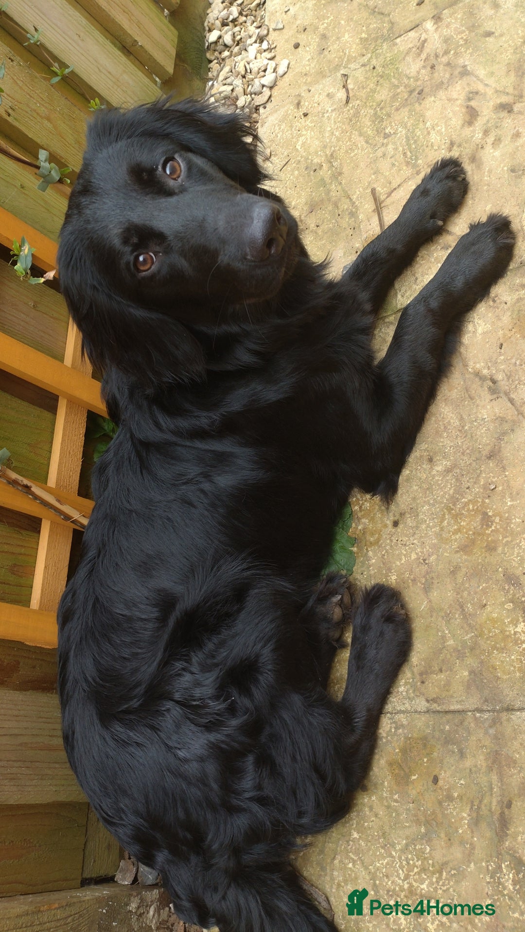 Mixed Breed dogs for sale: Cocker spaniel x German shepherd  - Image 8
