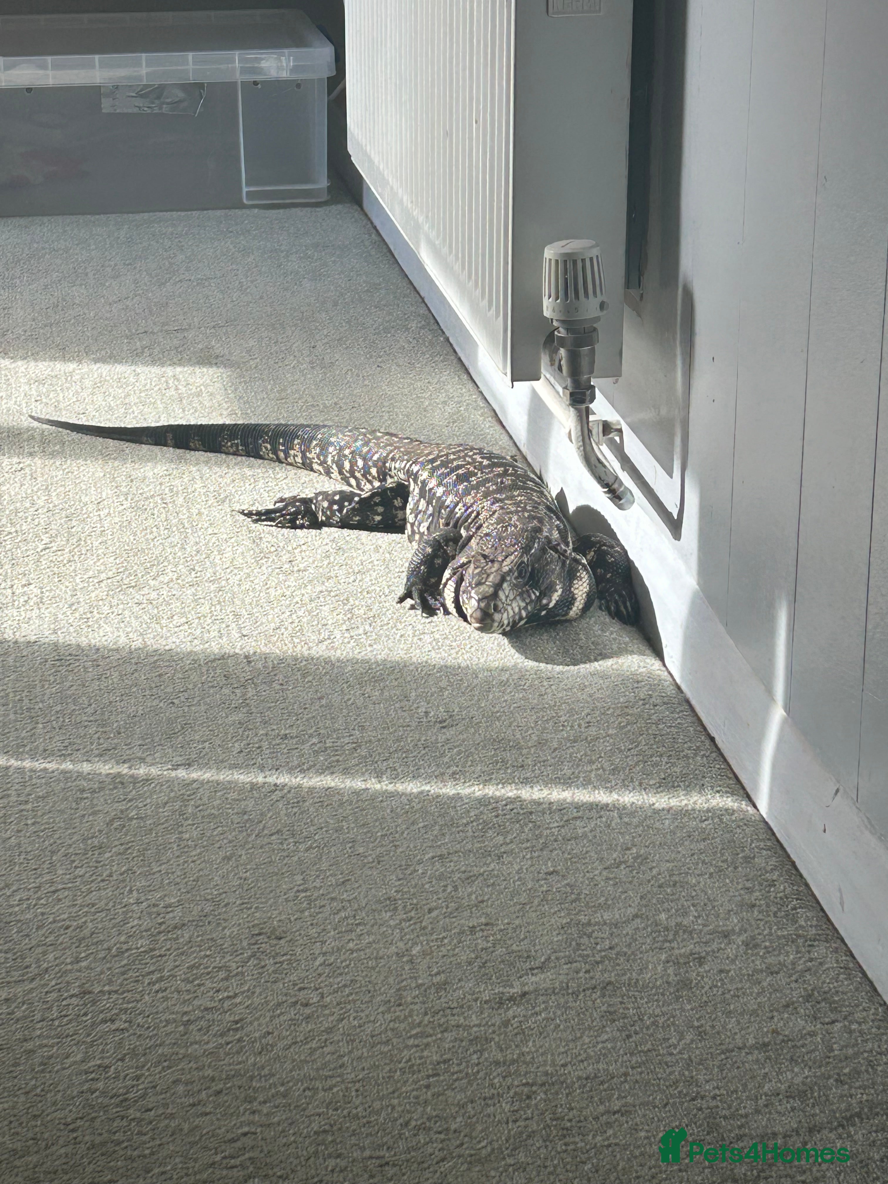 Monitor reptiles Tegu  - Advert 15