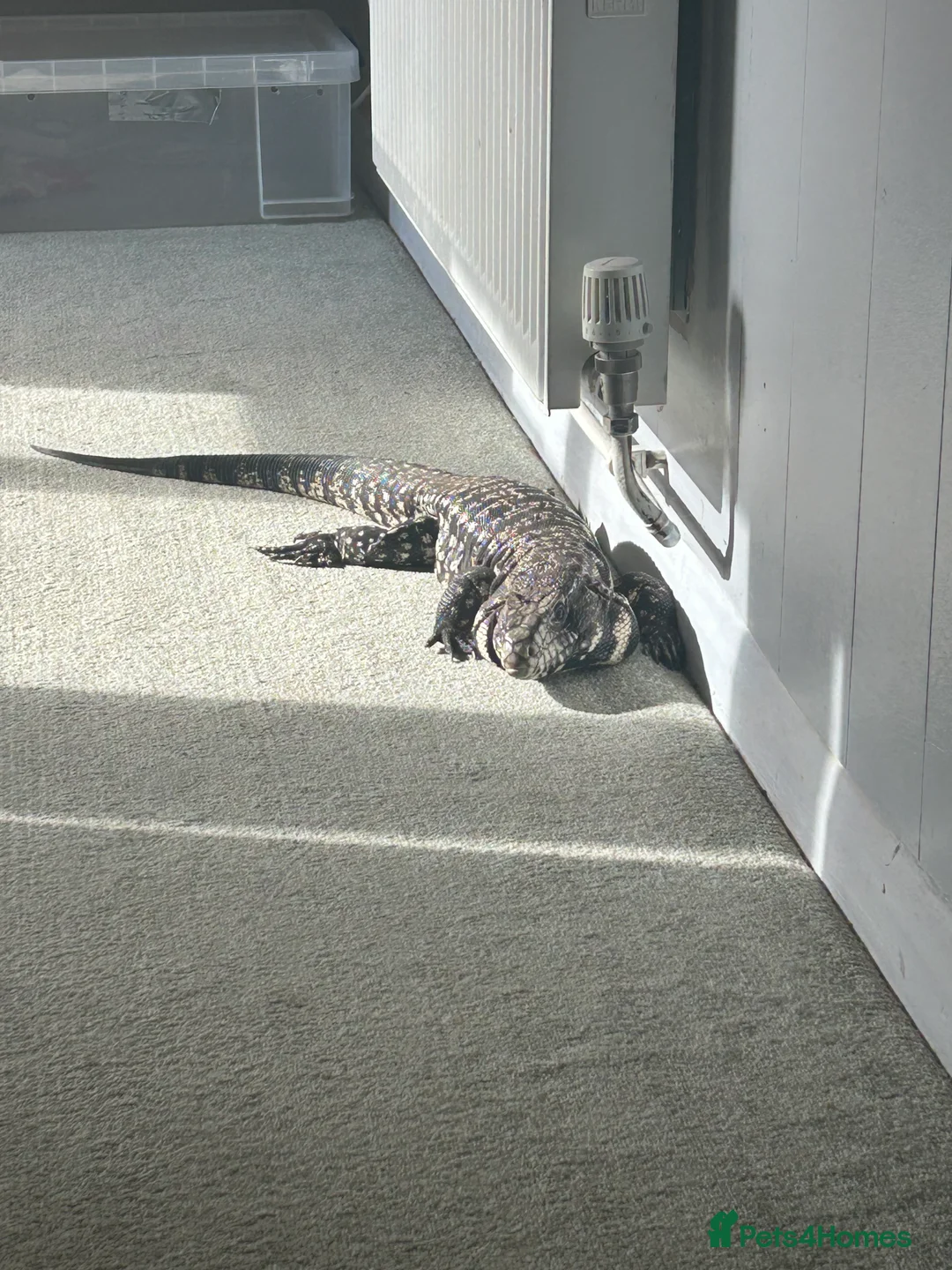 Monitor reptiles for sale: Tegu  - Advert 1