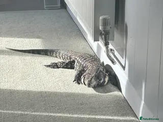 Monitor reptiles Tegu - Advert 17