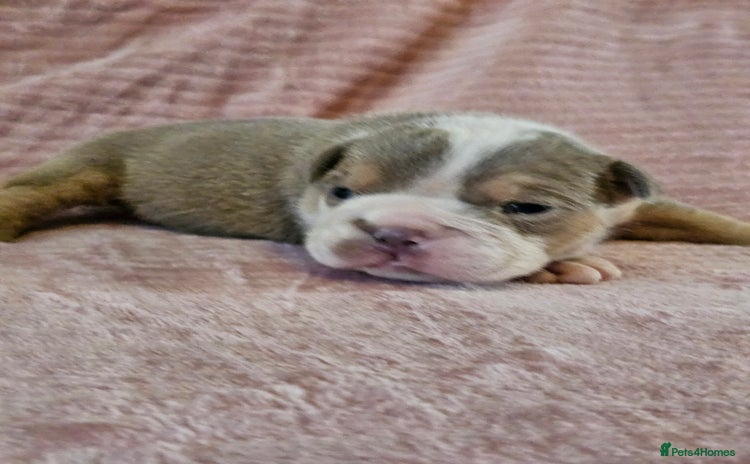 English Bulldog dogs - Advert 3