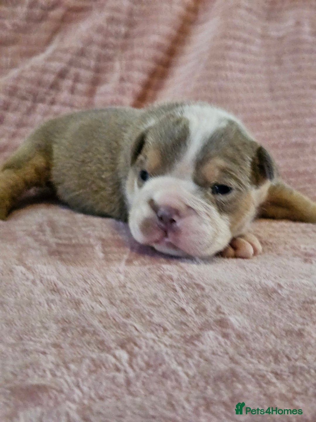 English Bulldog dogs for sale: Kc british bulldog pups💙❤️ - Image 15