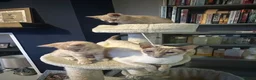 Siamese cats for sale: Siamese British Short Hair X in Preston - Advert 16