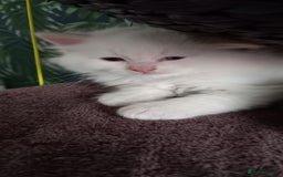 Ragdoll cats for sale: 5 ragdolls 3 blagdolls  - Image 9