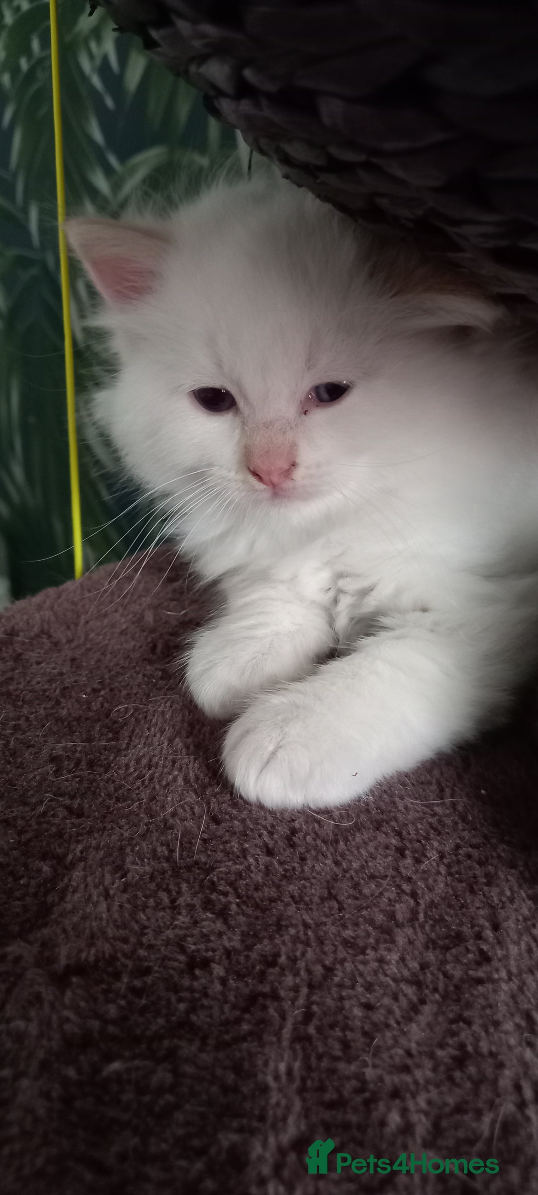 Ragdoll cats for sale: 5 ragdolls 3 blagdolls  - Image 9