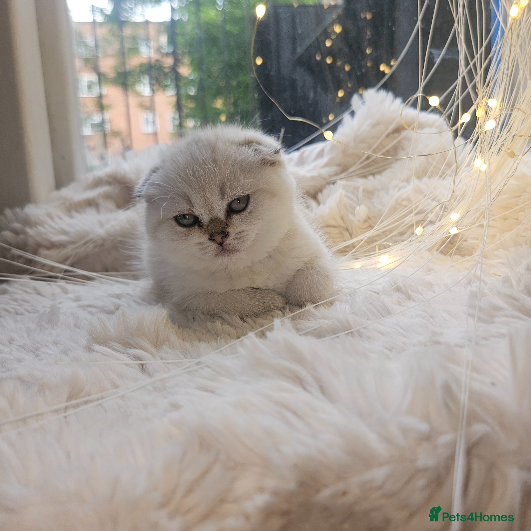 Scottish Fold cats Tica full pedigree scottish fold kittens london  - Advert 1