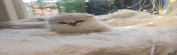 Scottish Fold cats for sale: Reduced💥£350 ready now Tica scottish fold london  - Advert 3