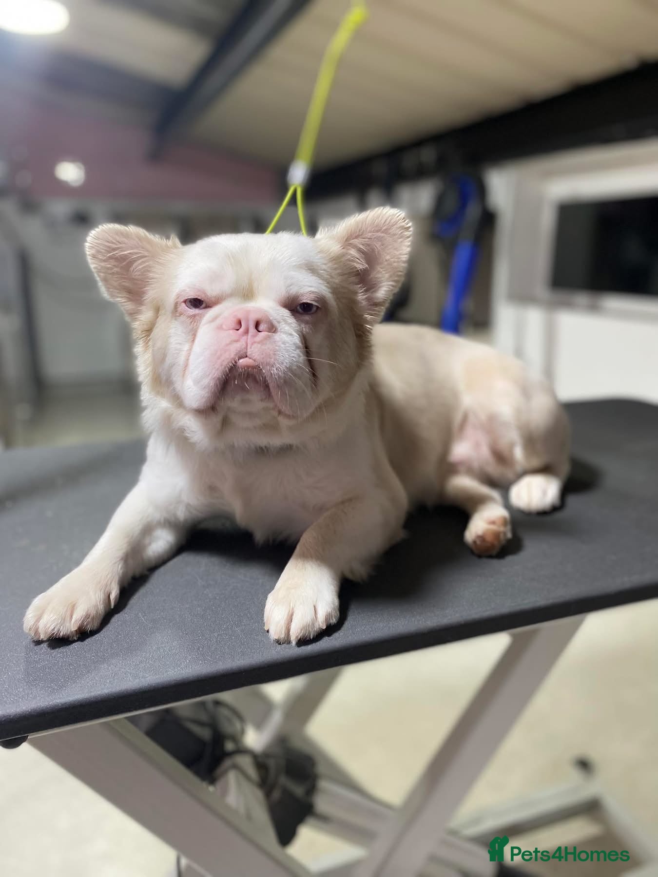 French Bulldog dogs ❤️ PINK FLUFFY STUD, KC REGISTERED ♥️  - Advert 1