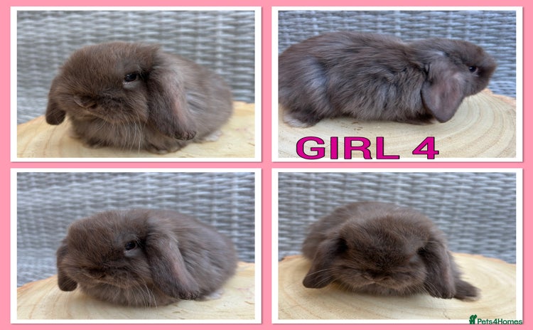 Mini Lop rabbits - Advert 5