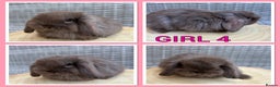 Mini Lop rabbits for sale: Pure Mini Lop Baby Rabbits  - Advert 1