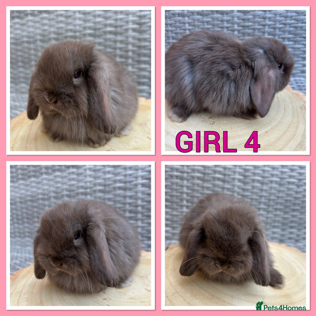Mini Lop rabbits for sale: Pure Mini Lop Baby Rabbits  - Advert 1