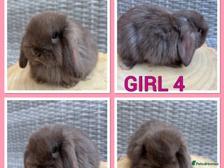 Mini Lop rabbits - Advert 13