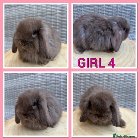 Mini Lop rabbits - Advert 3