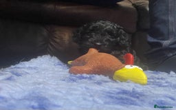 Cockapoo dogs for sale: Very Similar to the cockapoo Sproodle puppies - Image 6