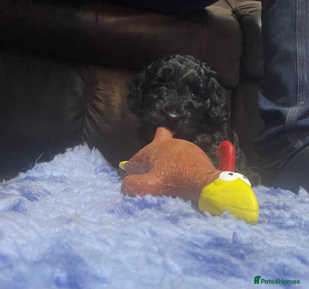 Cockapoo dogs for sale: Very Similar to the cockapoo Sproodle puppies - Image 6