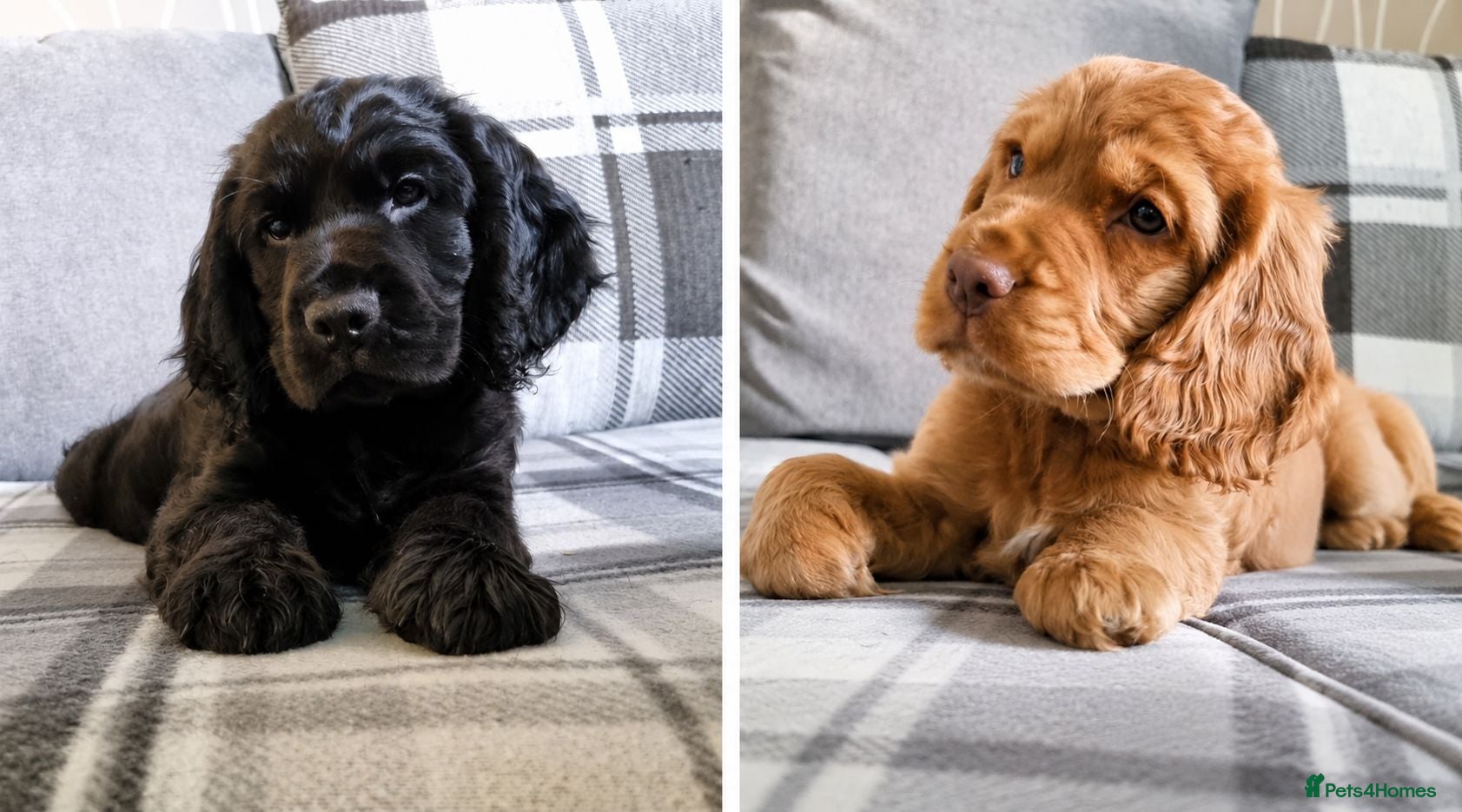 Cocker Spaniel dogs 🐾 Show Cocker Spaniel Puppies 🐾 Ready Now ✔️ - Advert 16