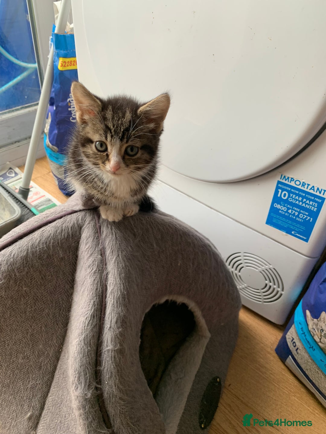 Mixed Breed cats for sale: 3 male 2 female kittens - Image 4