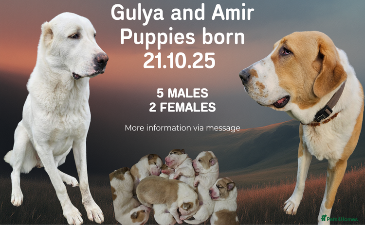 Central Asian Shepherd dogs - Advert 10