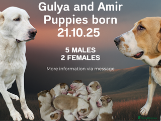 Central Asian Shepherd dogs - Advert 1