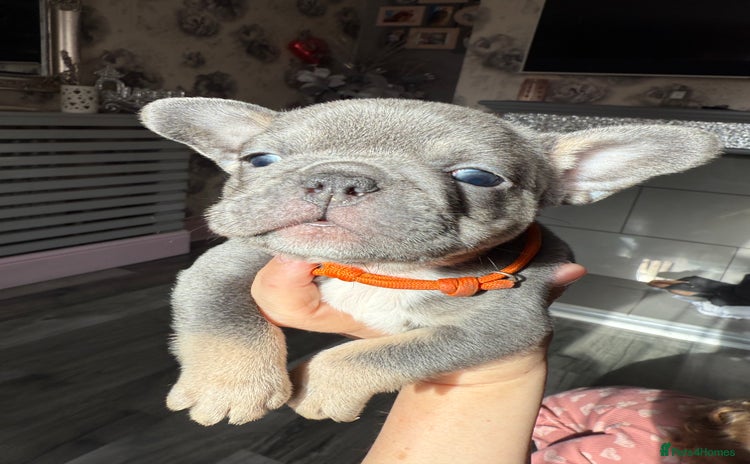French Bulldog dogs - Advert 4