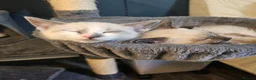 Snowshoe cats for sale: Rare pedigree snowshoe kittens - Advert 22