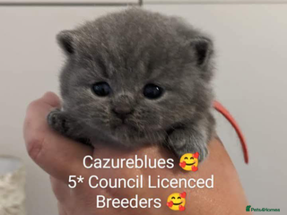 British Shorthair cats in Manchester - Advert 9