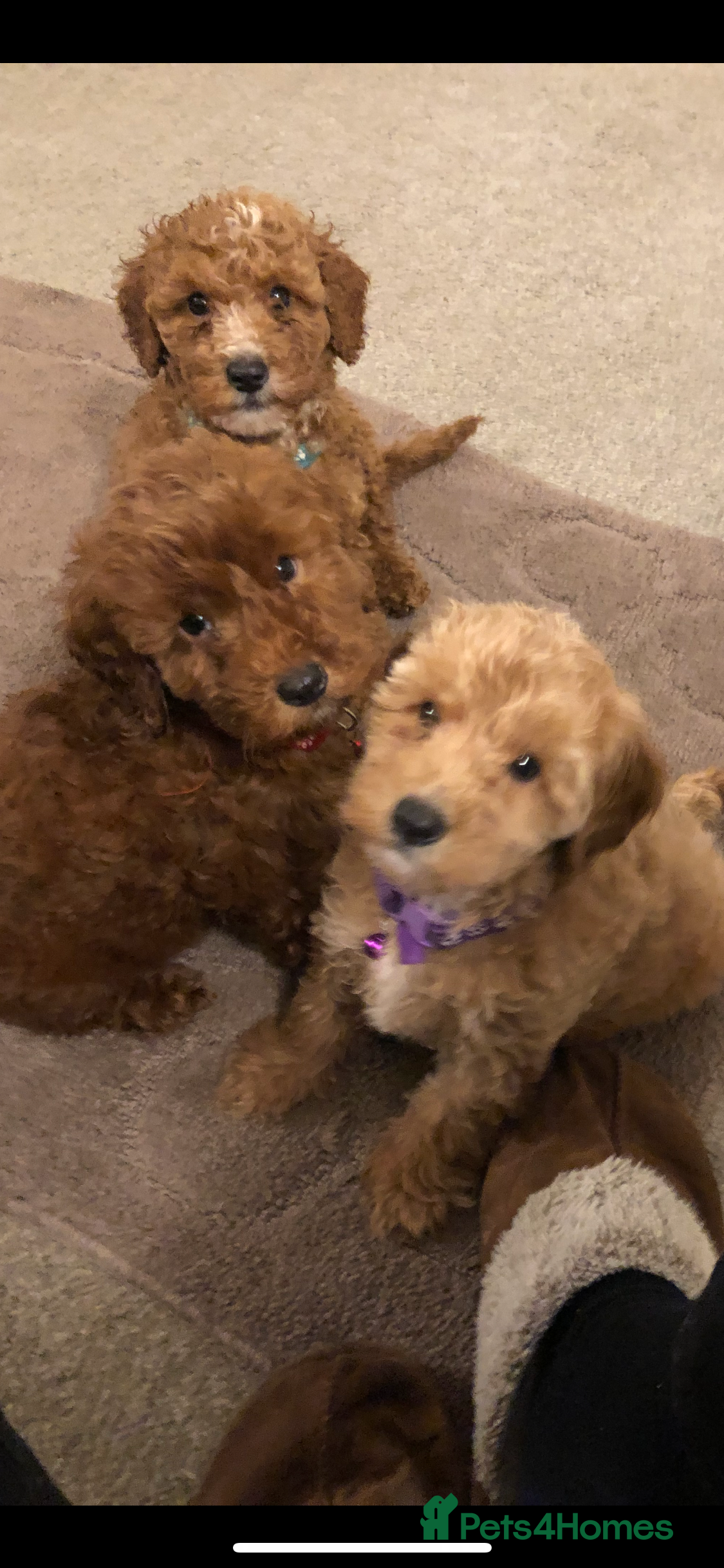 Cockapoo dogs Ready now cockapoos - Advert 2